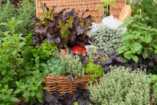 Herb Garden Treasures
