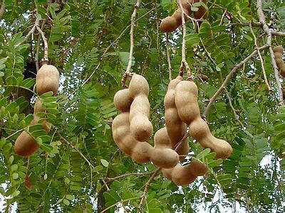 Tamarind! Medicinal Properties...